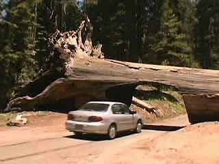  カリフォルニア州:  アメリカ合衆国:  
 
 Sequoia National Park